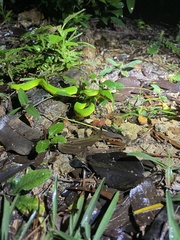 Trimeresurus albolabris