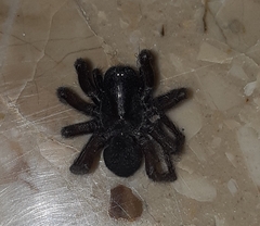 Tegenaria