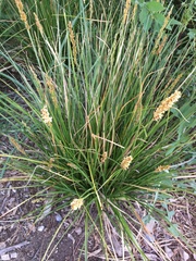 Carex appressa