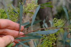 Acacia provincialis