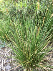 Carex appressa