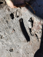 Ommatoiulus sabulosus