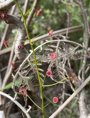 Drosera pallida