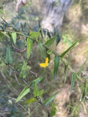 Podolobium aciculiferum