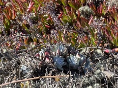 Dudleya farinosa