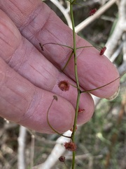 Drosera pallida