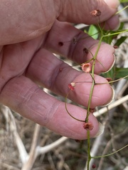 Drosera pallida