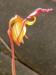 Caleana nigrita