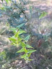 Podolobium aciculiferum