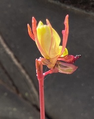 Caleana nigrita