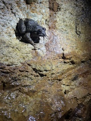 Quasipaa exilispinosa