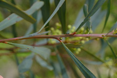 Acacia provincialis