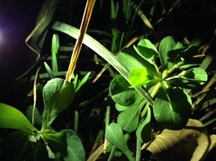 Euphorbia peplus