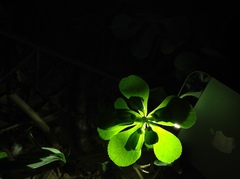 Euphorbia peplus