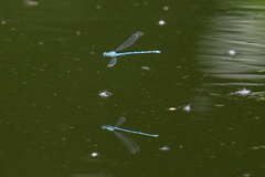 Erythromma lindenii
