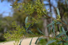Acacia provincialis