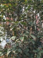 Osmanthus fragrans