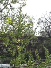 Xanthoceras sorbifolium