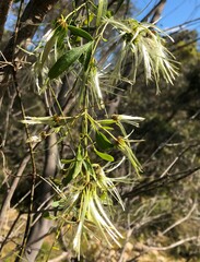 Clematis microphylla