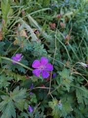 Geranium