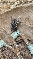 Tabanidae