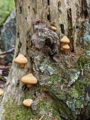 Tricholomopsis bella