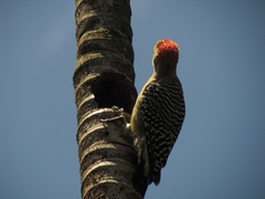 Melanerpes rubricapillus