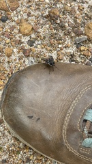 Tabanidae