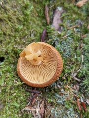 Tricholomopsis bella