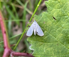 Cataclysta lemnata