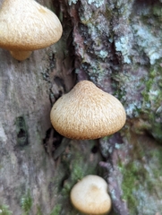 Tricholomopsis bella