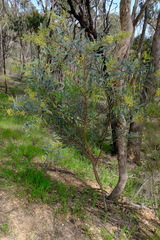 Acacia provincialis