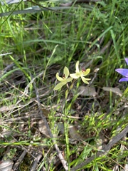 Thelymitra antennifera