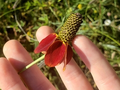 Ratibida columnifera