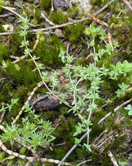 Crassula helmsii