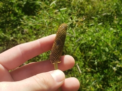 Ratibida columnifera