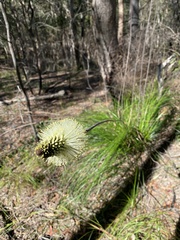 Xanthorrhoea macronema