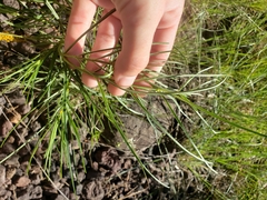 Ratibida columnifera