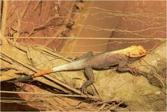 Agama agama