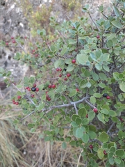 Rhamnus alaternus