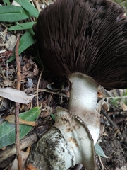 Agaricus gennadii