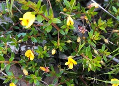 Pultenaea pedunculata
