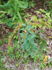 Solidago ulmifolia