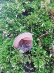 Auricularia auricula-judae