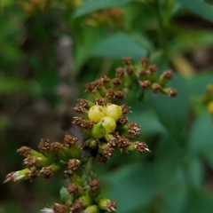 Solidago ulmifolia
