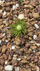 Siloxerus multiflorus