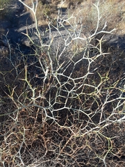 Launaea arborescens