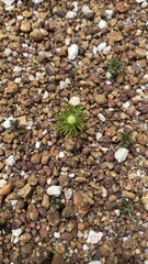 Siloxerus multiflorus