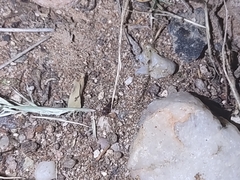 Tetramorium hispidum