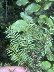 Podocarpus